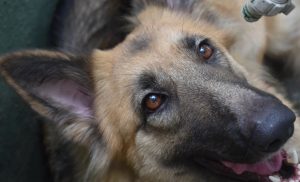 Dogs Trained to Sniff Out COVID-19 Score Near-Perfect in Diagnosis of Human Sweat Samples Dogs Trained to Sniff Out COVID-19 Score Near-Perfect in Diagnosis of Human Sweat Samples