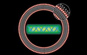 Scientists Use Gene-targeting Breakthrough Against COVID-19 Cells With CRISPR Tool Called ‘PAC-MAN’ Scientists Use Gene-targeting Breakthrough Against COVID-19 Cells With CRISPR Tool Called ‘PAC-MAN’