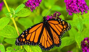 Historic Deal to Protect Millions of Monarch Butterfly Habitat Acres is Unprecedented Historic Deal to Protect Millions of Monarch Butterfly Habitat Acres is Unprecedented