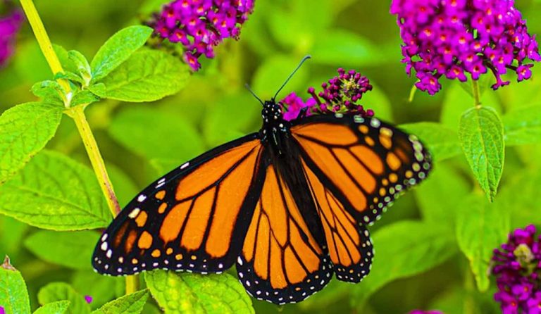 Historic Deal to Protect Millions of Monarch Butterfly Habitat Acres is Unprecedented