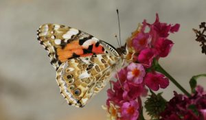 EU Plans to Raise  Billion Annually to Protect 30% of Land and Oceans for Biodiversity