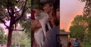 Tree Service Comes to Rescue When Cat Adopted During COVID Gets Stuck in Tree With Thunderstorm on the Way