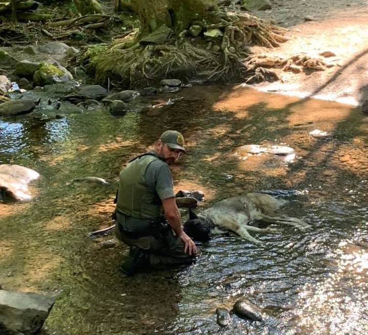 ranger with dog in water Tori Matyola submitted