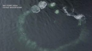 Watch Humpback Whales Herd Salmon with their Fins in Never-Before-Filmed Feeding Behavior